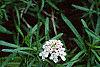 Iberis sempervirens, flowers