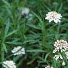 Iberis sempervirens, flowers