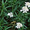 Iberis sempervirens, flowers