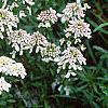 Iberis sempervirens, flowers