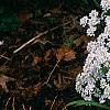 Iberis sempervirens 'Snowflake', habit