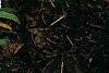Iberis sempervirens 'Snowflake', habit