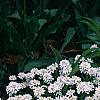 Iberis sempervirens 'Snowflake', habit