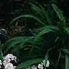 Iberis sempervirens 'Snowflake', habit