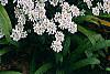 Iberis sempervirens 'Snowflake', habit
