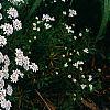 Iberis sempervirens 'Snowflake', habit