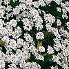 Iberis sempervirens 'Snowflake', habit