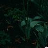 Iberis sempervirens 'Snowflake', habit