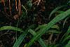 Iberis sempervirens 'Snowflake', habit