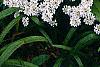 Iberis sempervirens 'Snowflake', habit