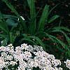 Iberis sempervirens 'Snowflake', habit