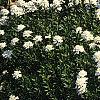 Iberis carnosa, habit