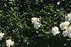 Iberis carnosa, habit