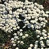 Iberis carnosa, habit