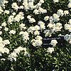 Iberis carnosa, habit