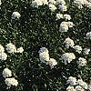 Iberis carnosa, habit