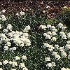 Iberis carnosa, habit