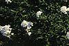 Iberis carnosa, habit