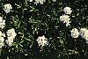 Iberis carnosa, habit