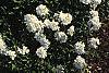 Iberis carnosa, habit