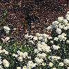 Iberis carnosa, habit