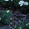 Iberis carnosa, habit