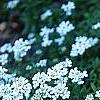 Iberis carnosa, habit