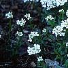Iberis carnosa, habit