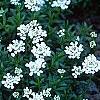 Iberis carnosa, habit
