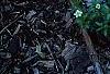 Iberis carnosa, habit
