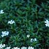Iberis carnosa, habit