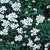 Iberis carnosa, habit