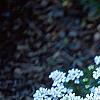 Iberis carnosa, habit