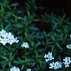 Iberis carnosa, habit