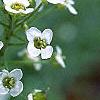 Lobularia maritima, flowers