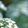 Lobularia maritima, flowers