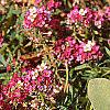 Lobularia maritima 'Royal Carpet', flowers
