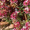 Lobularia maritima 'Royal Carpet', flowers