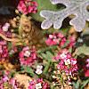 Lobularia maritima 'Royal Carpet', flowers