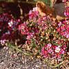 Lobularia maritima 'Royal Carpet', flowers