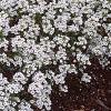 Lobularia maritima 'Snow Crystals', habit
