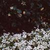 Lobularia maritima 'Snow Crystals', habit