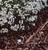 Lobularia maritima 'Snow Crystals', habit