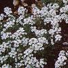 Lobularia maritima 'Snow Crystals', habit