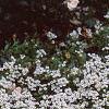 Lobularia maritima 'Snow Crystals', habit