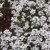 Lobularia maritima 'Snow Crystals', habit