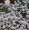 Lobularia maritima 'Snow Crystals', habit