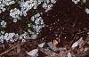 Lobularia maritima 'Snow Crystals', habit