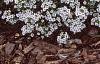 Lobularia maritima 'Snow Crystals', habit