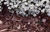 Lobularia maritima 'Snow Crystals', habit